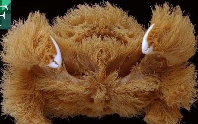 Descubren nueva rara especie de ‘cangrejo esponja’ en Australia