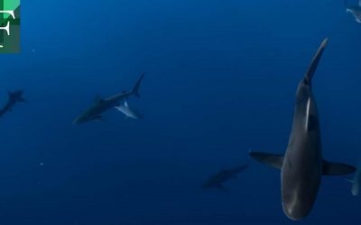 Presencia de tiburones y peces en un volcán activo desconcierta a científicos
